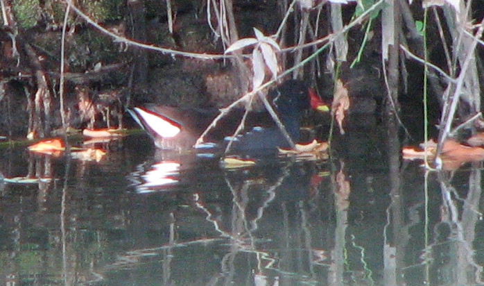 Anatidi? [Gallinella d''acqua]
